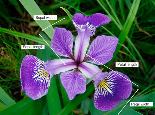 The picture of an iris plant with the label of its petals and sepals